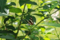 Anartia fatima