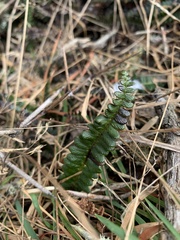 Blechnum penna-marina