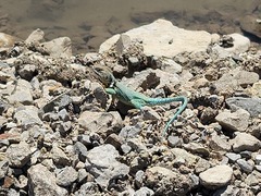 Crotaphytus collaris