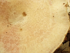 Lactarius subpurpureus