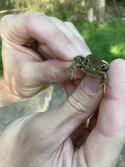 Lithobates clamitans