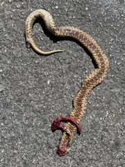 Pituophis catenifer catenifer