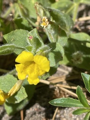 Erythranthe moschata