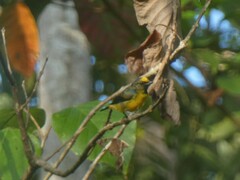 Euphonia