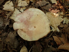 Lactarius subpurpureus
