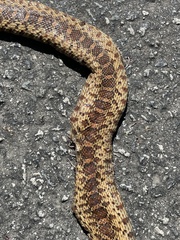 Pituophis catenifer catenifer