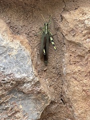 Schistocerca albolineata