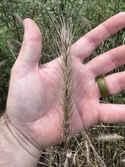 Elymus glabriflorus