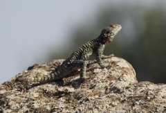 Laudakia vulgaris