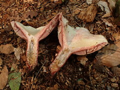 Lactarius subpurpureus