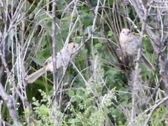 Sinosuthora webbiana