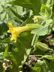 Erythranthe moschata