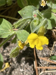 Erythranthe moschata