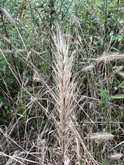 Elymus glabriflorus