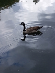Branta canadensis