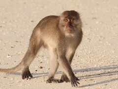 Macaca fascicularis