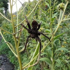 Dolomedes vittatus