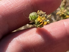 Deinandra corymbosa