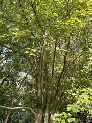 Acer rubrum