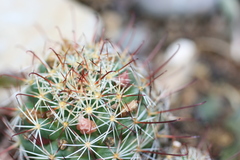 Mammillaria fittkaui
