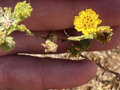Deinandra corymbosa