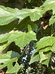 Acer rubrum