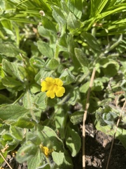 Erythranthe moschata