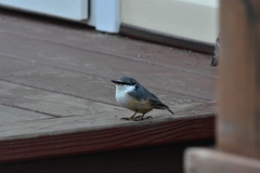 Sitta europaea amurensis