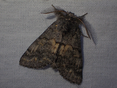 Gluphisia severa