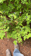 Vaccinium ovalifolium