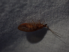 Hemerobius