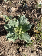 Chenopodiastrum murale