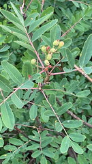 Sorbus sitchensis
