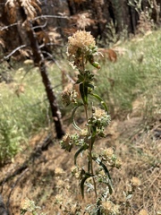 Collomia grandiflora