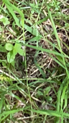Lithobates palustris