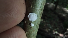 Ceroplastes