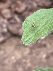 Condylostylus caudatus
