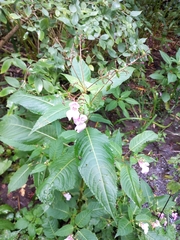 Impatiens glandulifera