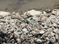 Crotaphytus collaris