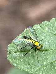 Condylostylus caudatus