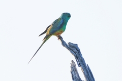 Psephotus varius