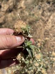 Collomia grandiflora