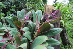 Cordyline fruticosa