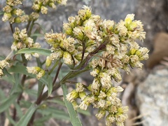 Solidago missouriensis