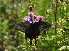 Papilio maackii