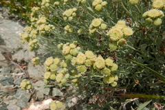 Artemisia albicans