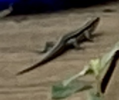 Plestiodon fasciatus