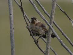 Chalcomitra fuliginosa