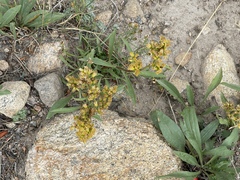 Solidago missouriensis