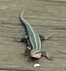 Plestiodon fasciatus